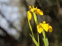Iris pseudacorus 24, Gele lis, Saxifraga-Rudmer Zwerver