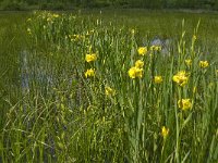 Iris pseudacorus 25, Gele lis, Saxifraga-Jan van der Straaten