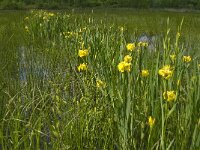 Iris pseudacorus 25, Gele lis, Saxifraga-Jan van der Straaten