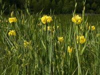 Iris pseudacorus 26, Gele lis, Saxifraga-Jan van der Straaten