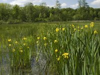 Iris pseudacorus 29, Gele lis, Saxifraga-Jan van der Straaten