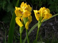 Iris pseudacorus 3, Gele lis, Saxifraga-Peter Meininger