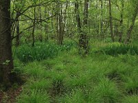 Iris pseudacorus 31, Gele lis, Saxifraga-Hans Boll