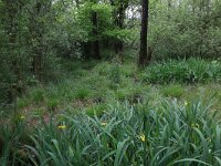 Iris pseudacorus 32, Gele lis, Saxifraga-Hans Boll