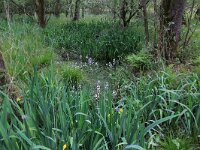 Iris pseudacorus 33, Gele lis, Saxifraga-Hans Boll