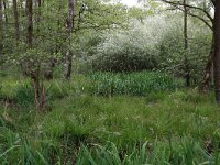 Iris pseudacorus 34, Gele lis, Saxifraga-Hans Boll