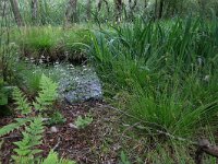 Iris pseudacorus 36, Gele lis, Saxifraga-Hans Boll