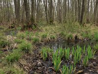 Iris pseudacorus 39, Gele lis, Saxifraga-Hans Boll