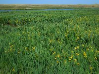 Iris pseudacorus 41, Gele lis, Saxifraga-Ed Stikvoort