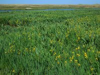 Iris pseudacorus 41, Gele lis, Saxifraga-Ed Stikvoort