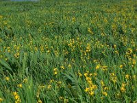 Iris pseudacorus 42, Gele lis, Saxifraga-Ed Stikvoort
