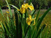 Iris pseudacorus 43, Gele lis, Saxifraga-Ed Stikvoort