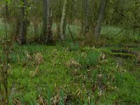Iris pseudacorus 45, Gele lis, Saxifraga-Rutger Barendse