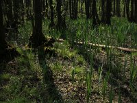 Iris pseudacorus 48, Gele lis, Saxifraga-Hans Boll