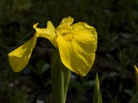 Iris pseudacorus 5, Gele lis, Saxifraga-Willem van Kruijsbergen