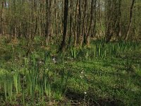 Iris pseudacorus 52, Gele lis, Saxifraga-Hans Boll