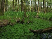 Iris pseudacorus 54, Gele lis, Saxifraga-Hans Boll