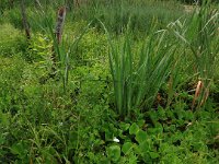 Iris pseudacorus 57, Gele lis, Saxifraga-Hans Boll