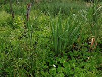 Iris pseudacorus 57, Gele lis, Saxifraga-Hans Boll