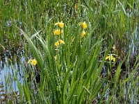 Iris pseudacorus 58, Gele lis, Saxifraga-Ed Stikvoort