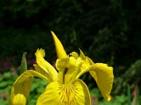 Iris pseudacorus 6, Gele lis, Saxifraga-Hans Dekker