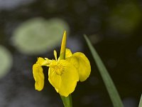 Yellow flag (Iris pseudacorus), flower and buds  Iris pseudacorus; also named Yellow iris, Water flag. : bud, flora, floral, nature, natural, Growth, Summer, Summertime, Yellow iris, Water flag, Iris pseudacorus, Yellow flag, flower, plant, vascular, yellow