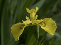 Iris pseudacorus 63, Gele lis, Saxifraga-Willem van Kruijsbergen