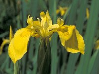 Iris pseudacorus 7, Gele lis, Saxifraga-Jan Jansen