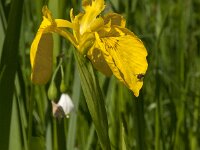 Iris pseudacorus 74, Gele lis, Saxifraga-Jan van der Straaten