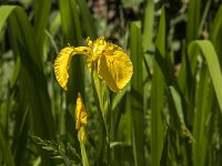 Iris pseudacorus 78, Gele lis, Saxifraga-Jan van der Straaten