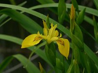 Iris pseudacorus 8, Gele lis, Saxifraga-Dirk Hilbers