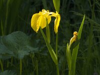 Iris pseudacorus 83, Gele lis, Saxifraga-Jan van der Straaten