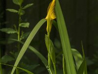 Iris pseudacorus 87, Gele lis, Saxifraga-Jan van der Straaten