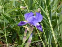 Iris pseudopallida