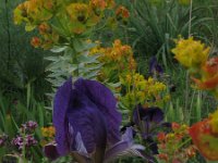 Iris pseudopumila 1, Saxifraga-Rutger Barendse