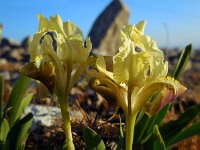 Iris pseudopumila 2, Saxifraga-Ed Stikvoort