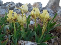 Iris pseudopumila 4, Saxifraga-Ed Stikvoort