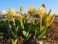 Iris pseudopumila 5, Saxifraga-Ed Stikvoort