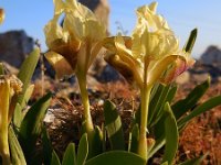 Iris pseudopumila 6, Saxifraga-Ed Stikvoort