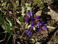 Iris pumila 2, Saxifraga-Jasenka Topic