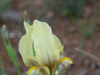 Iris reichenbachii 1, Saxifraga-Dirk Hilbers