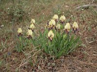 Iris reichenbachii 10, Saxifraga-Dirk Hilbers