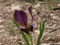 Iris reichenbachii 11, Saxifraga-Dirk Hilbers