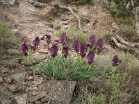 Iris reichenbachii 12, Saxifraga-Dirk Hilbers