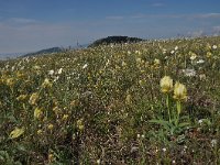 Iris reichenbachii 14, Saxifraga-Harry Jans