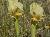 Iris reichenbachii 15, Saxifraga-Harry Jans
