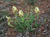 Iris reichenbachii 2, Saxifraga-Dirk Hilbers