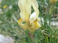 Iris reichenbachii 3, Saxifraga-Eugen Schaub