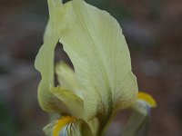 Iris reichenbachii 5, Saxifraga-Dirk Hilbers