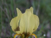 Iris reichenbachii 6, Saxifraga-Dirk Hilbers